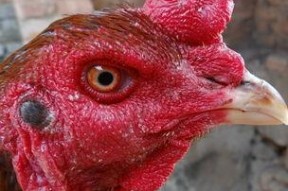 国产老鸡露脸视频