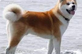 国产人与狗,探寻人类与动物和谐共生的奥秘